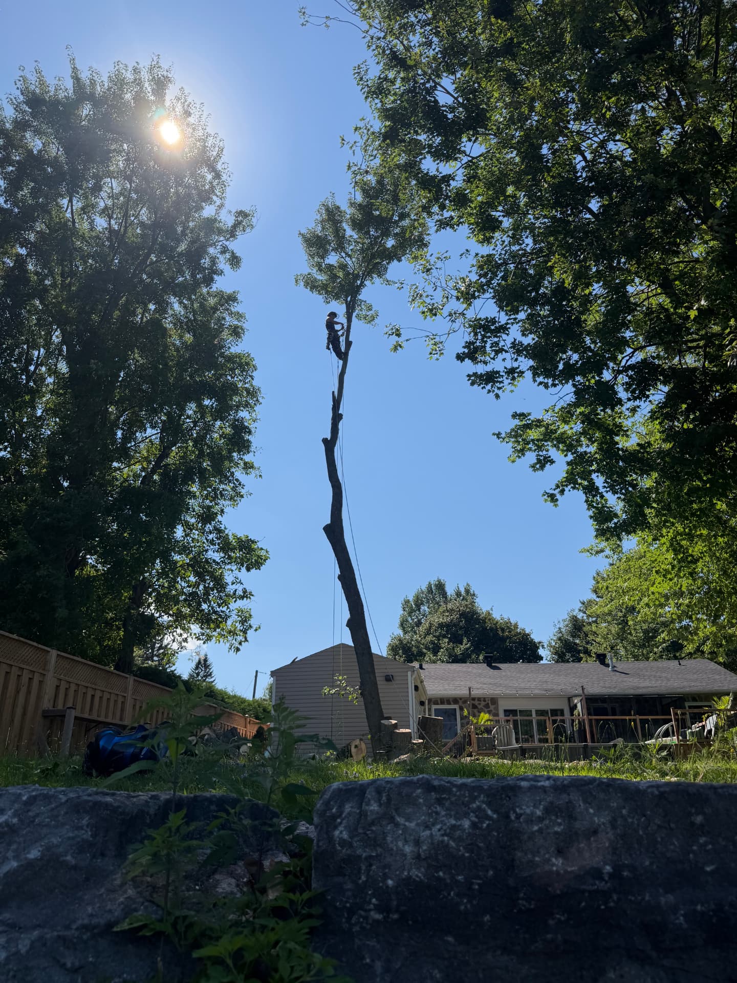Grimpeur élagueur au travail dans un arbre